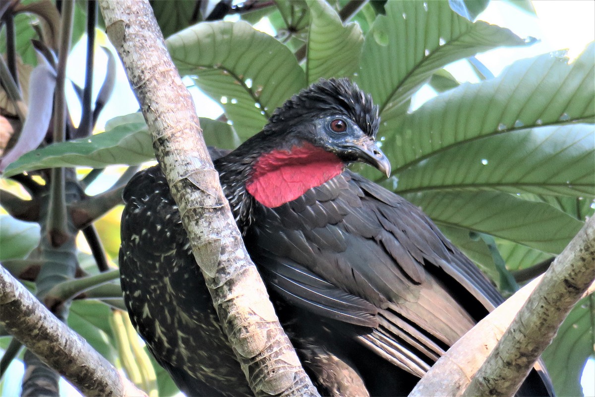 Crested Guan - ML288379381