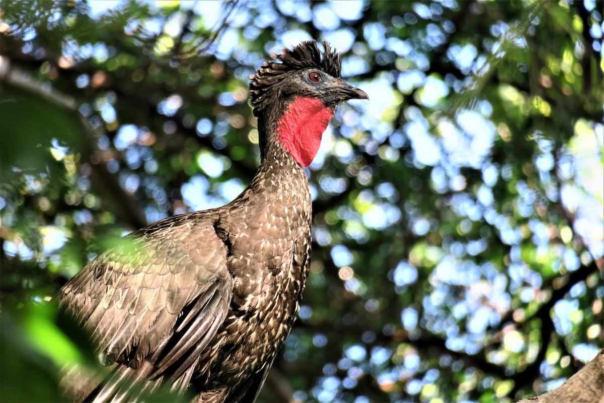 Crested Guan - ML288379451