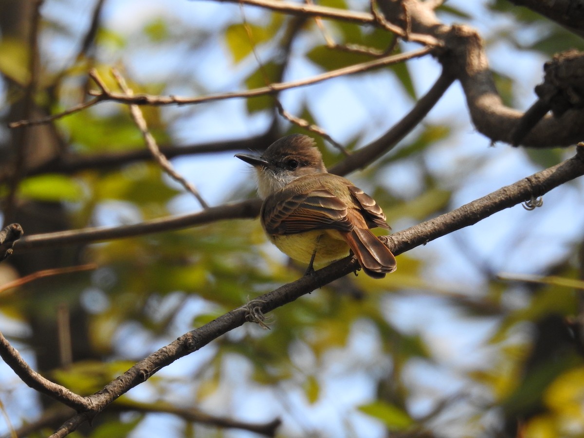 Dusky-capped Flycatcher - Iván Reséndiz Cruz