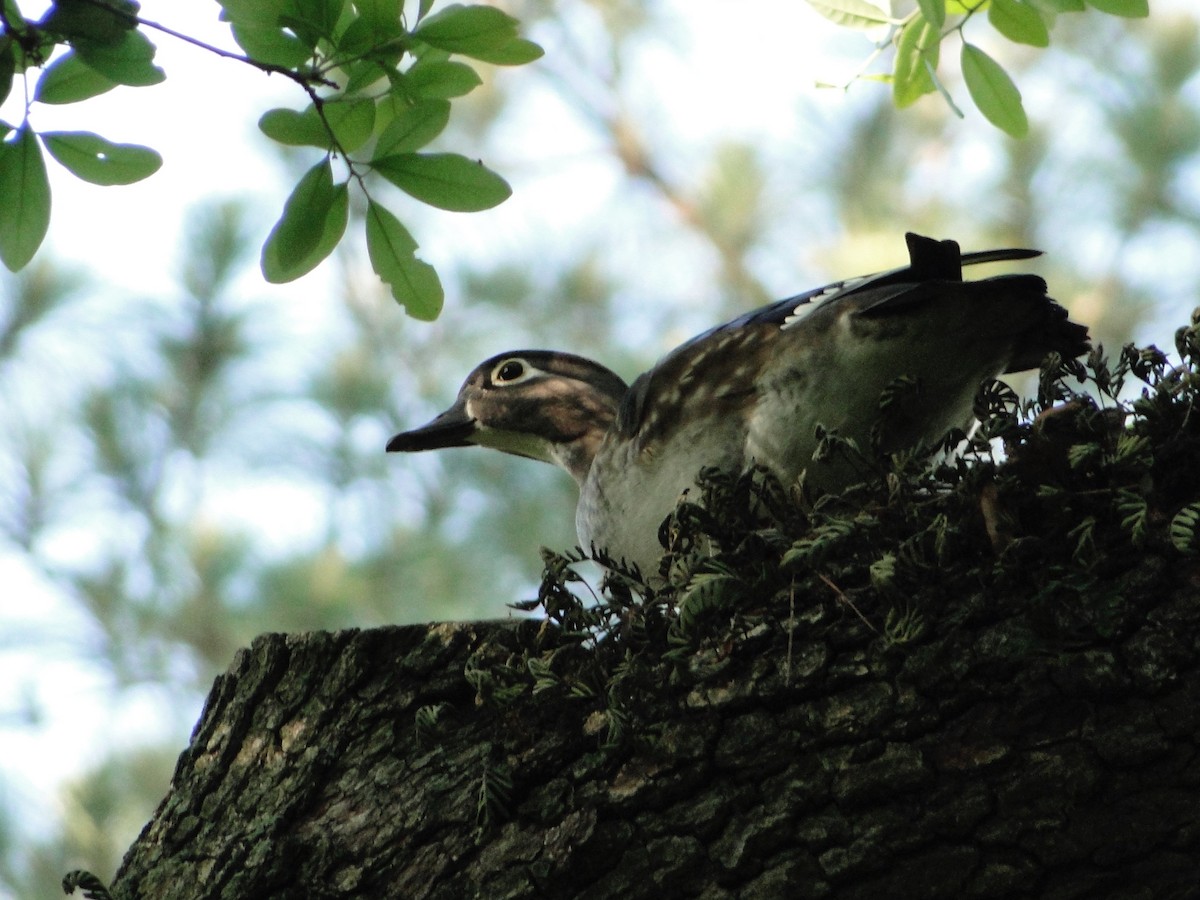 Wood Duck - ML288386621