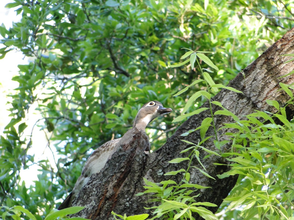 Wood Duck - ML288386641