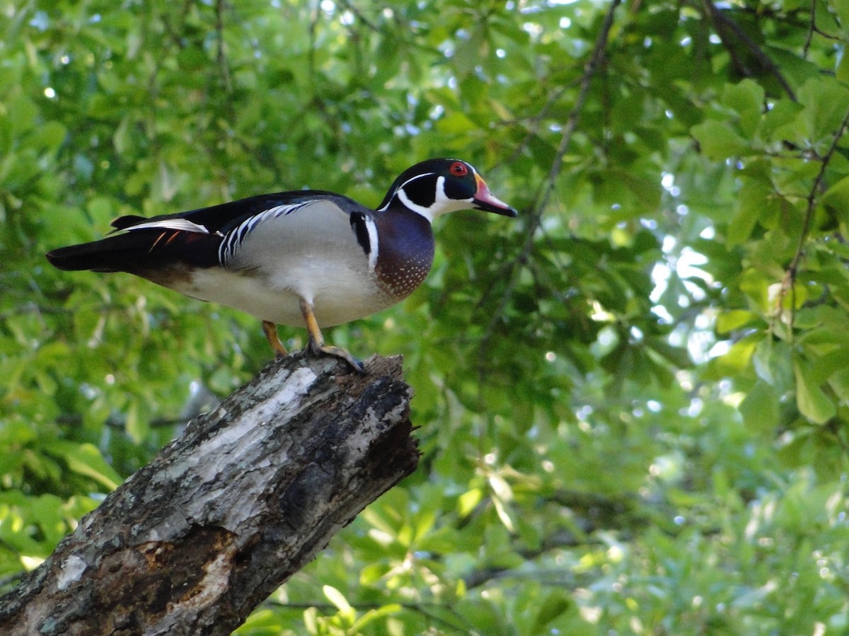 Wood Duck - ML288386801