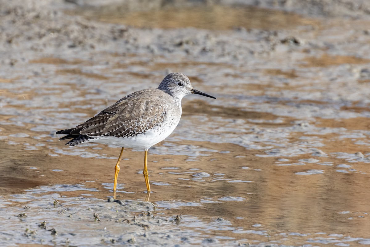 Lesser Yellowlegs - Ken Drozd