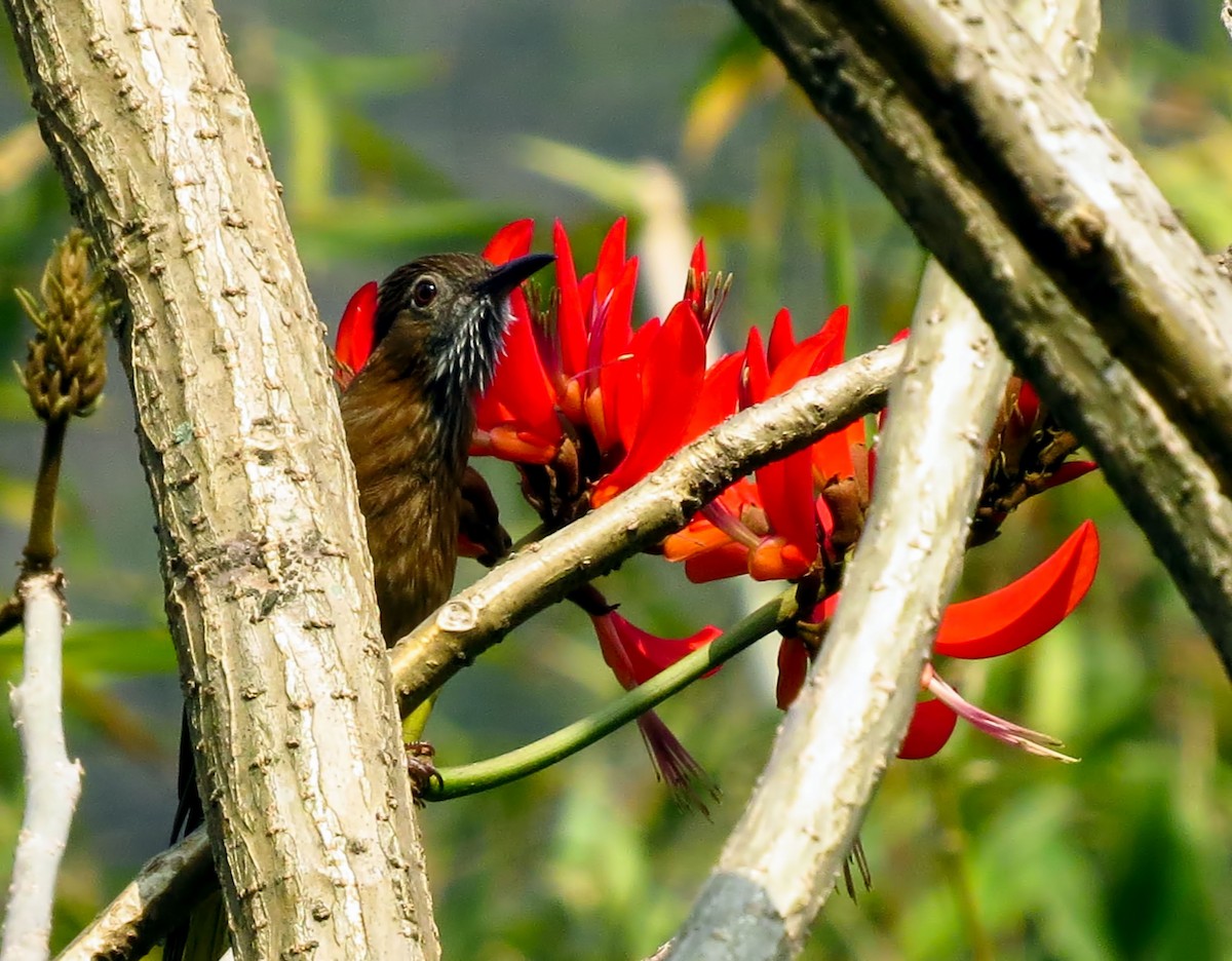 Mountain Bulbul - Joelle Buffa Clyde Morris