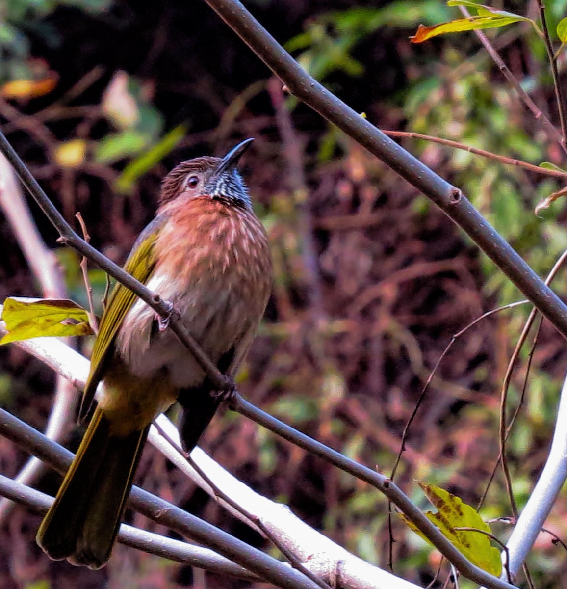 Mountain Bulbul - ML288391851