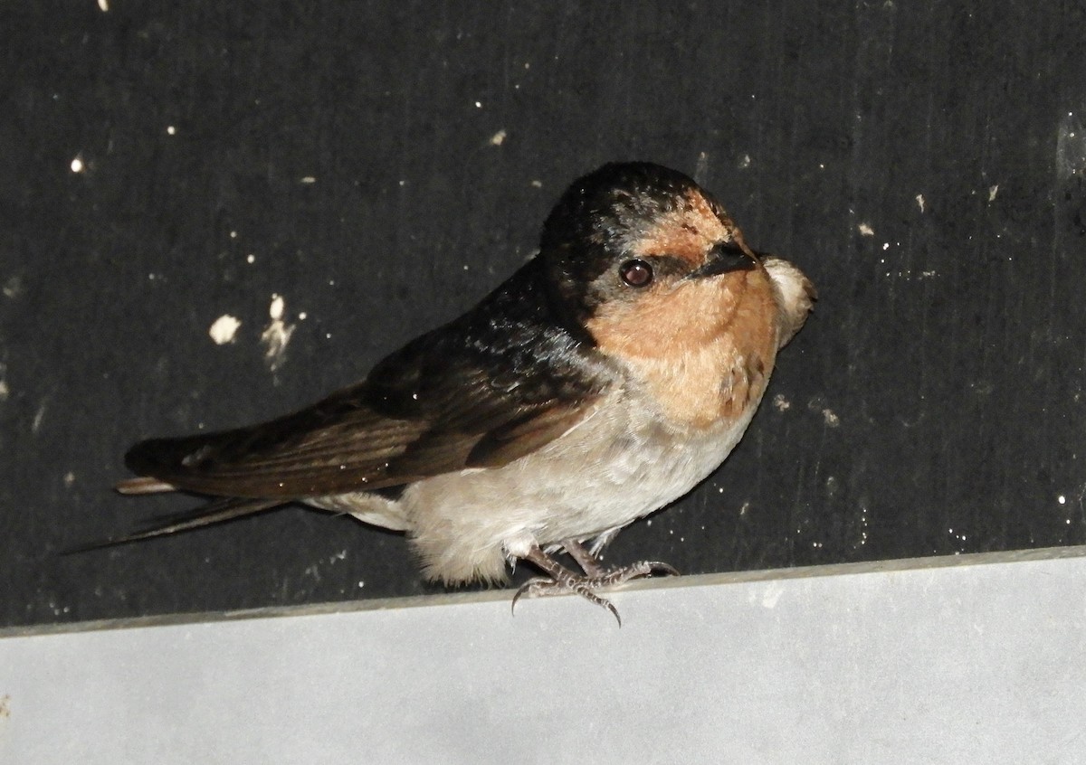Welcome Swallow - ML288391891