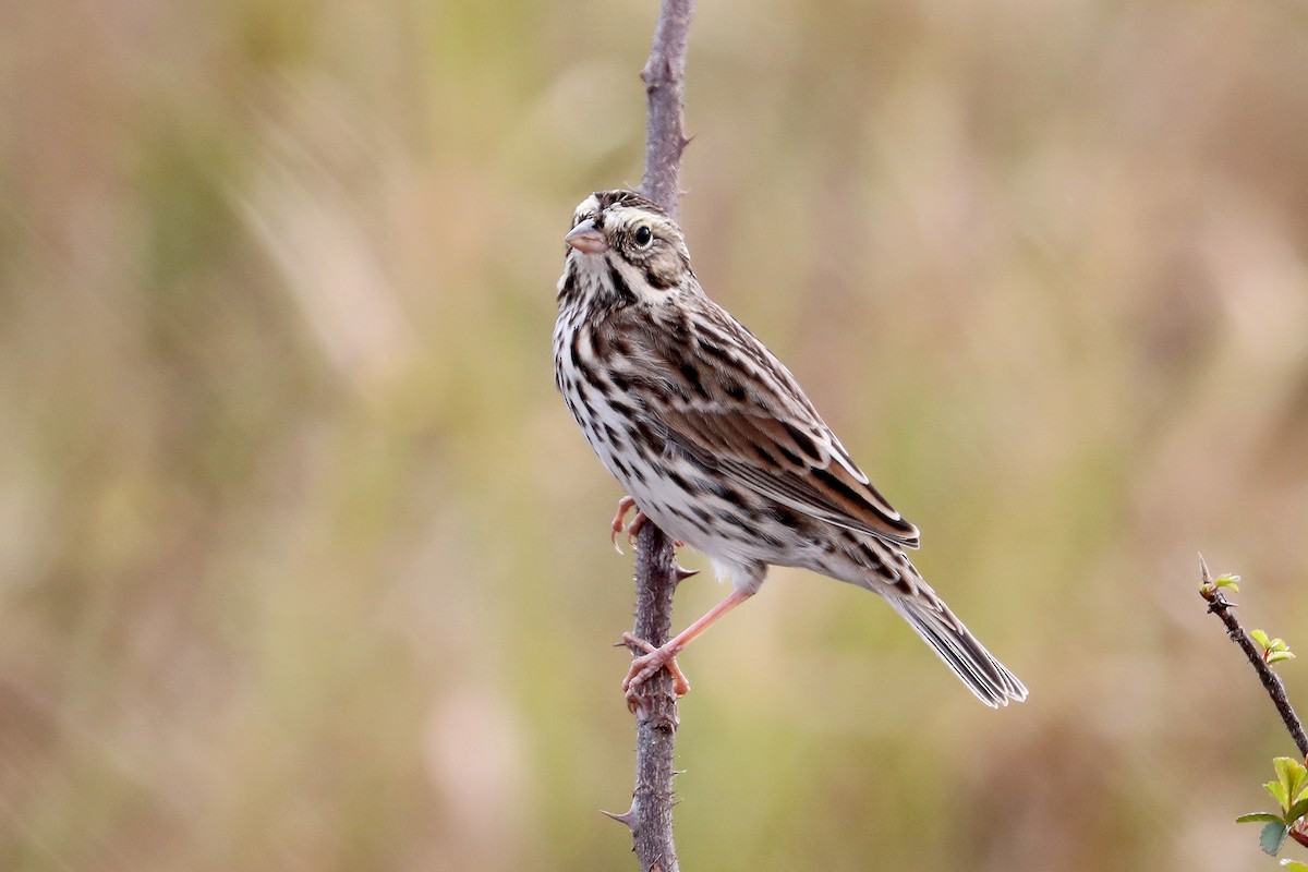 Savannah Sparrow - ML288393601