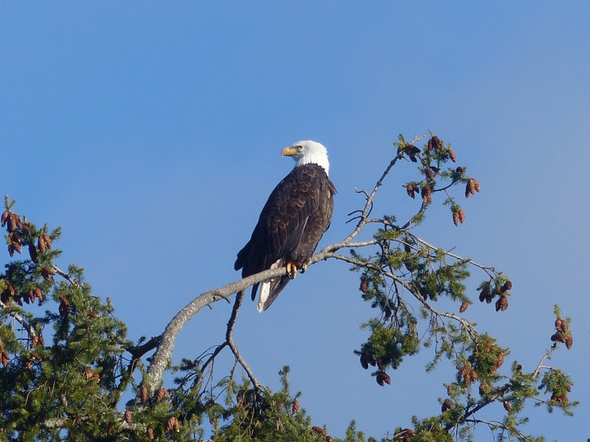 Weißkopf-Seeadler - ML288394541