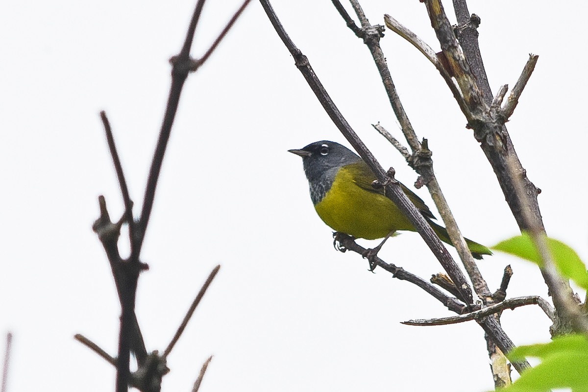 MacGillivray's Warbler - ML28839501