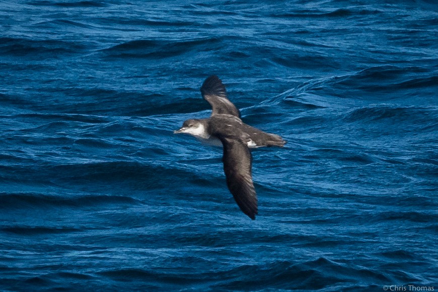 Manx Shearwater - ML288396321