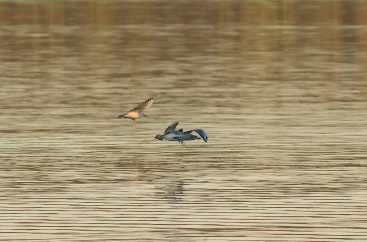 Bonaparte's Gull - ML288397481