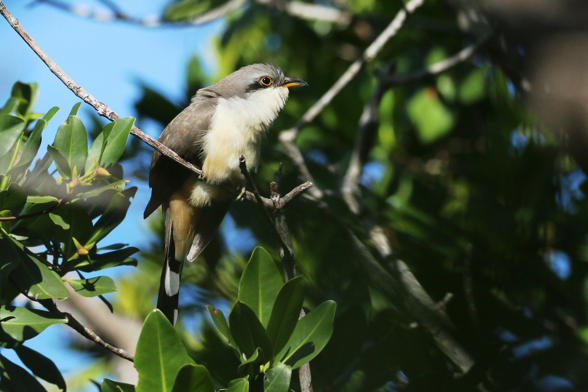 Mangrove Cuckoo - Ken Oeser