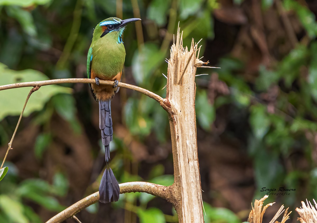 Turquoise-browed Motmot - Sergio Romero