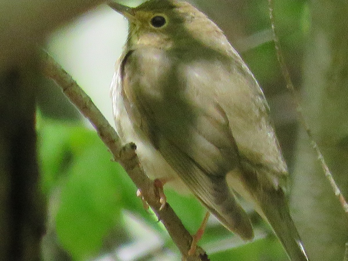 Swainson's Thrush - ML28840281