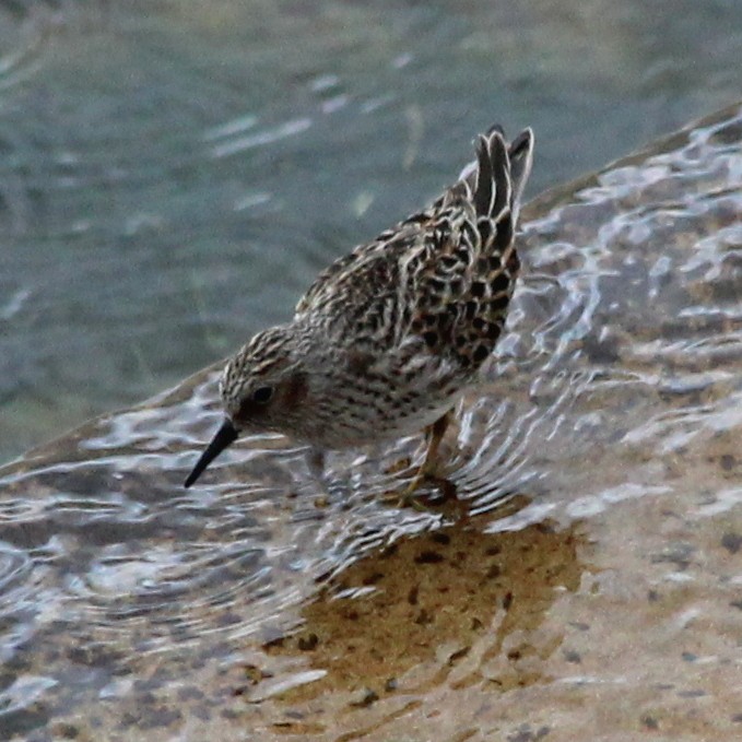 Least Sandpiper - ML28840361