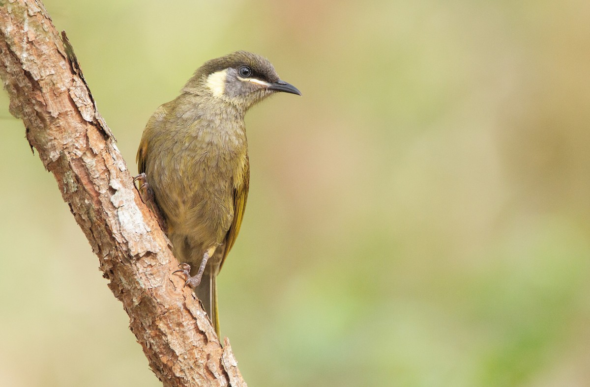 Lewin's Honeyeater - ML288404921