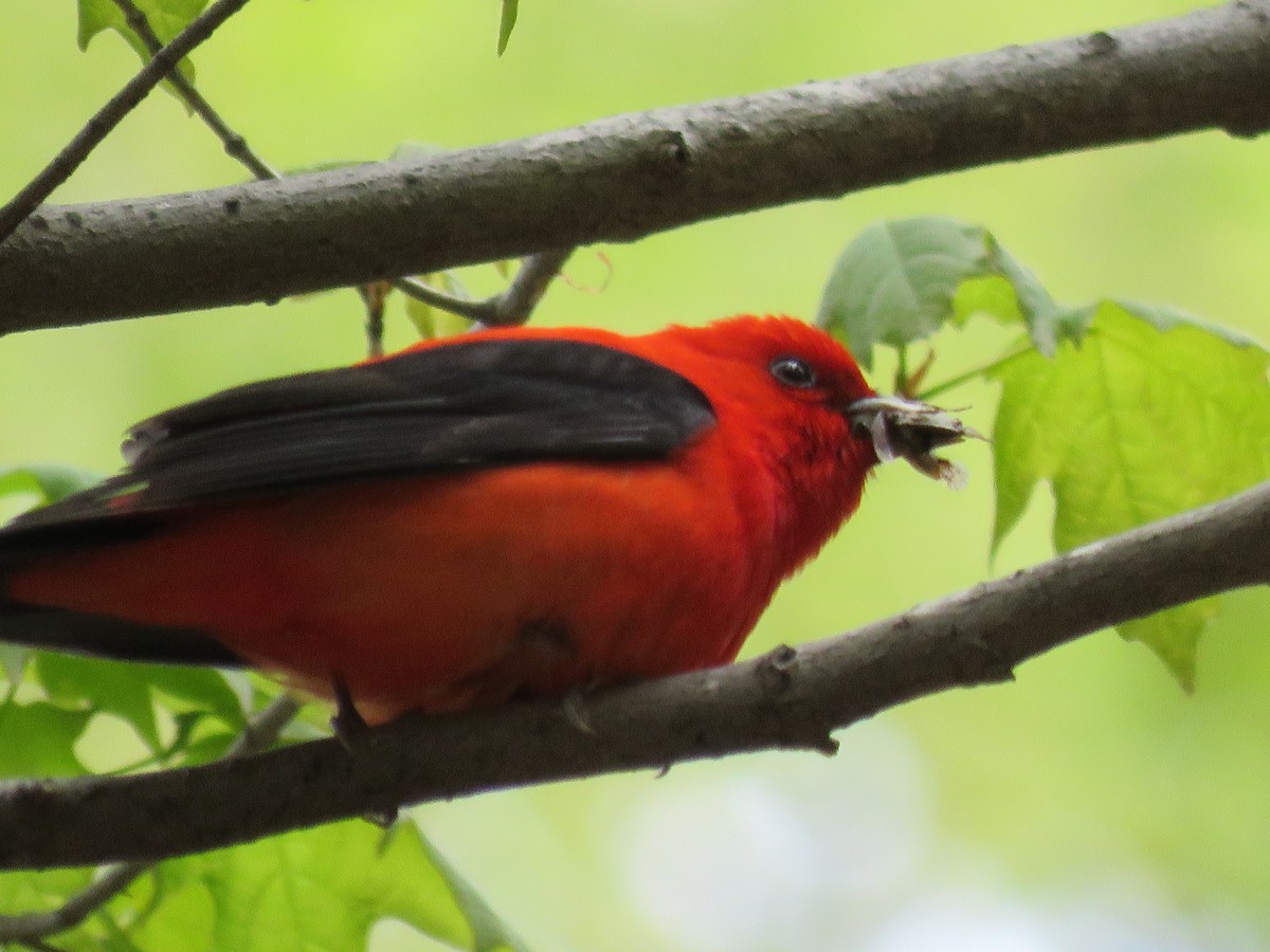 Scarlet Tanager - ML28840521