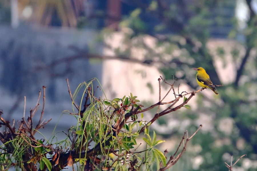 Indian Golden Oriole - ML288406791