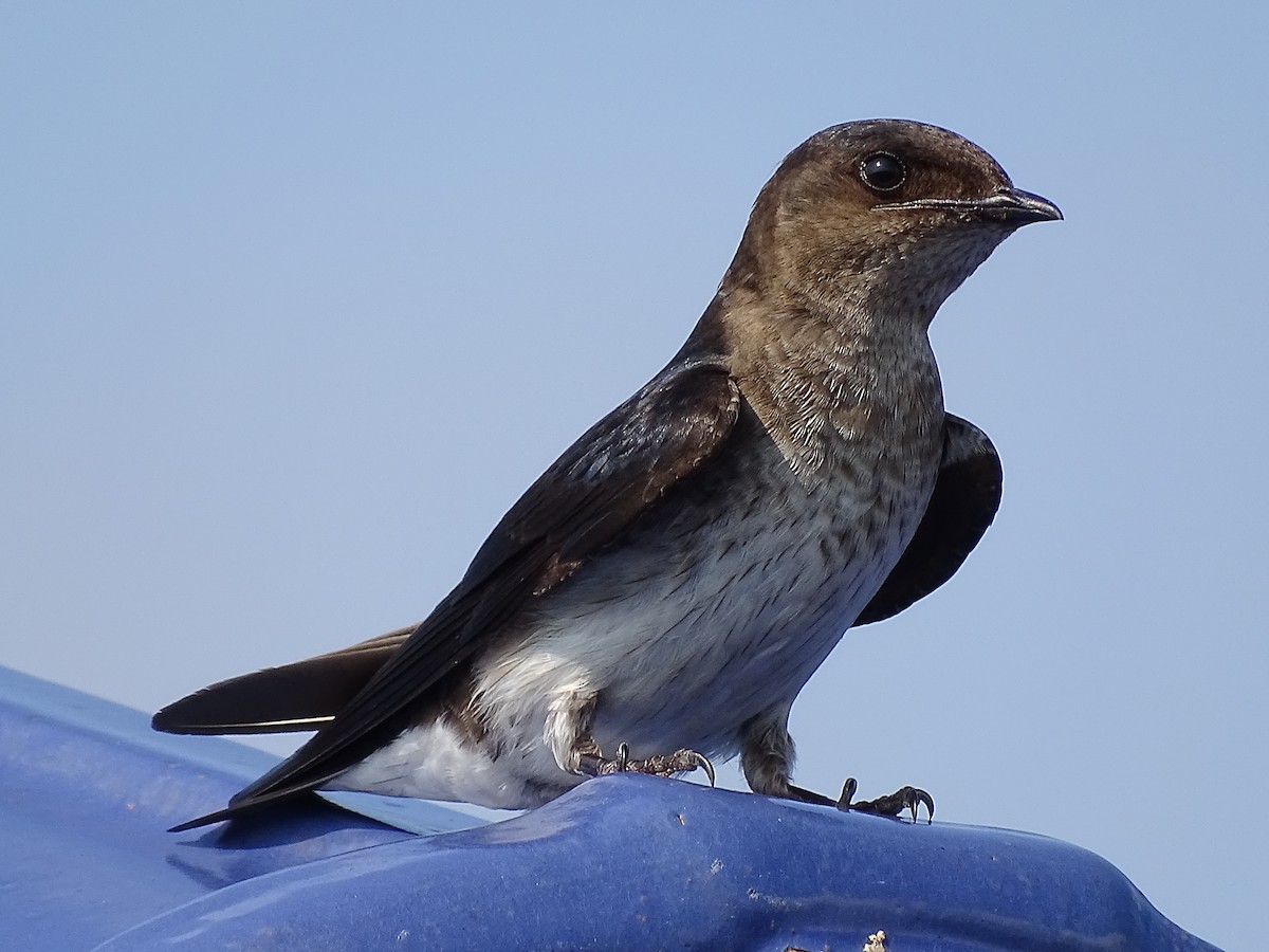 Gray-breasted Martin - Alfonso Auerbach