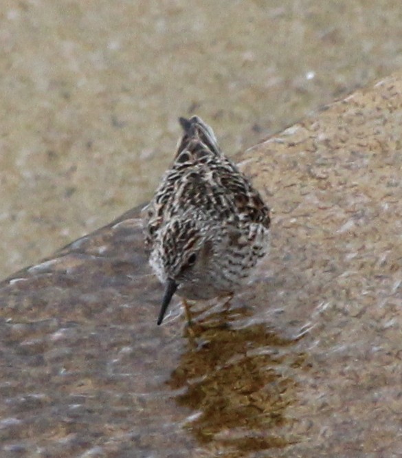 Least Sandpiper - ML28840701