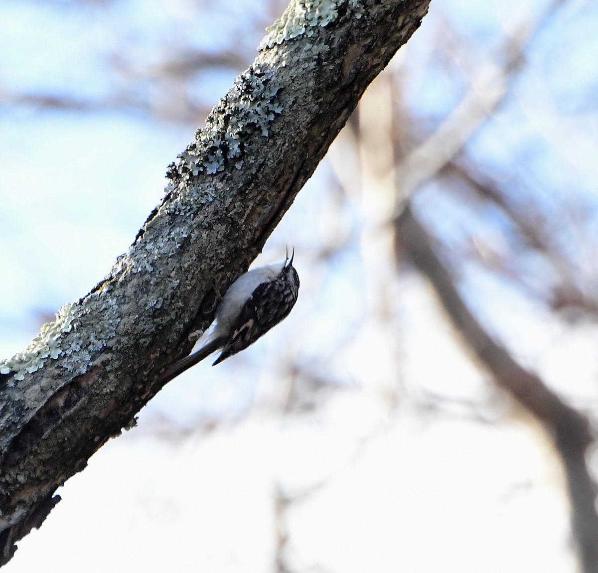 Brown Creeper - ML288407031