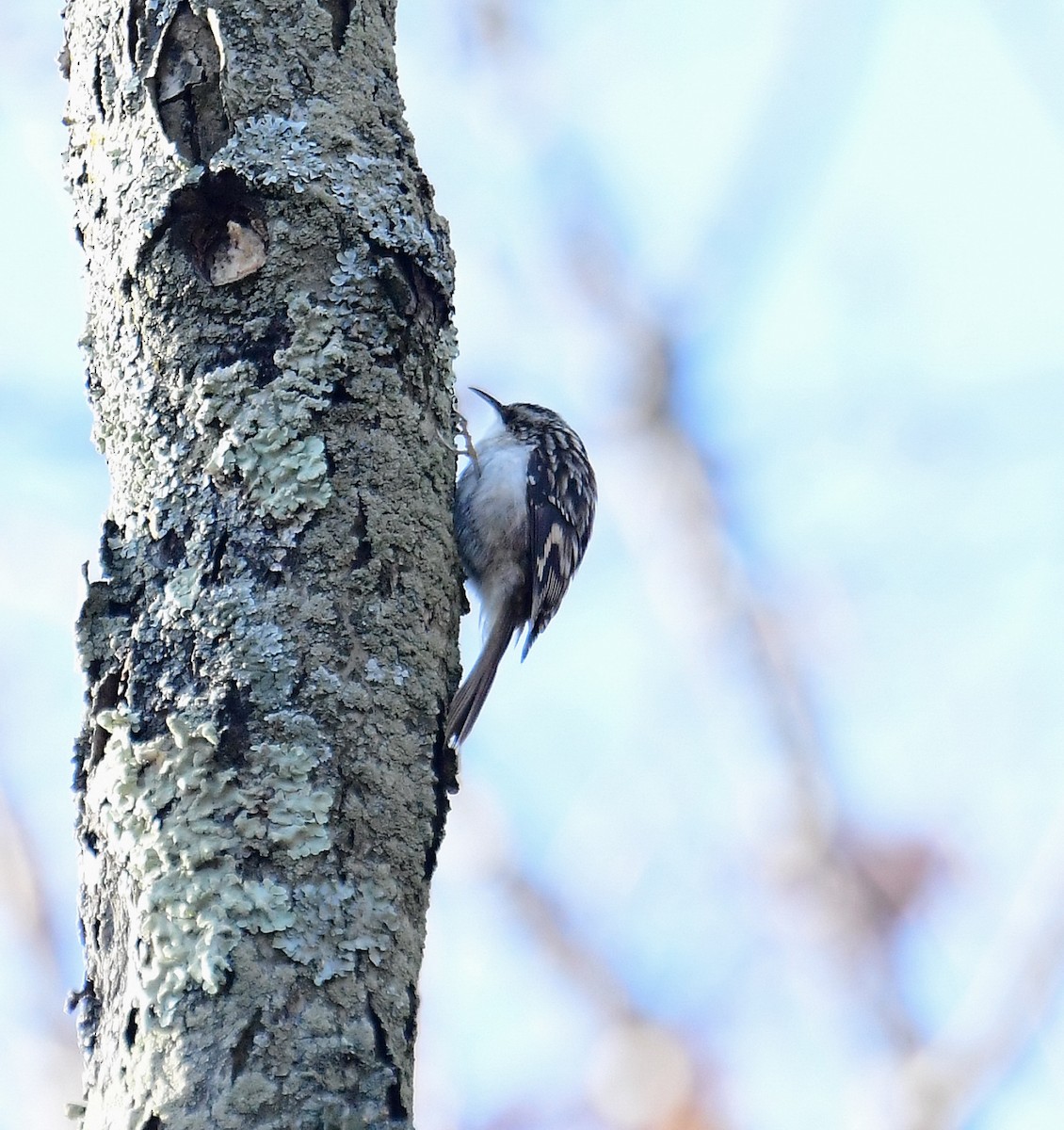 Brown Creeper - ML288407121