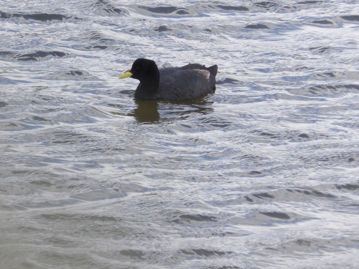 Red-gartered Coot - ML288407251