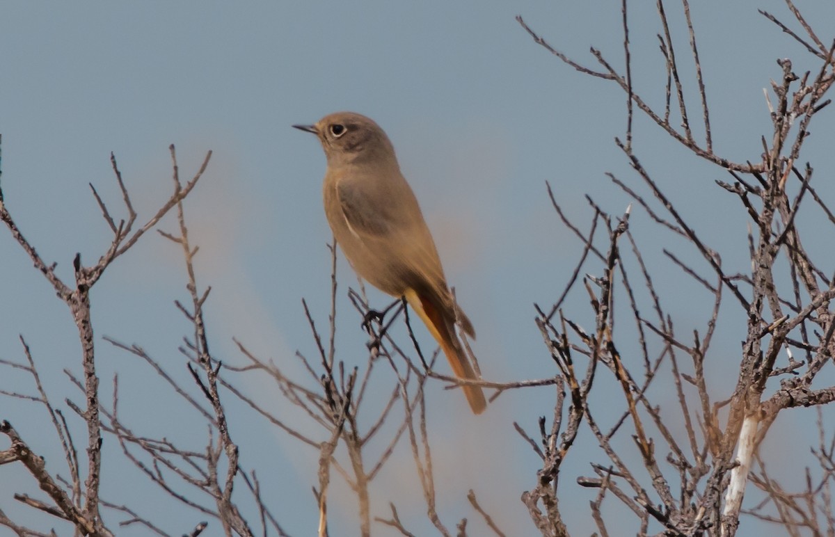 Black Redstart - ML288408621