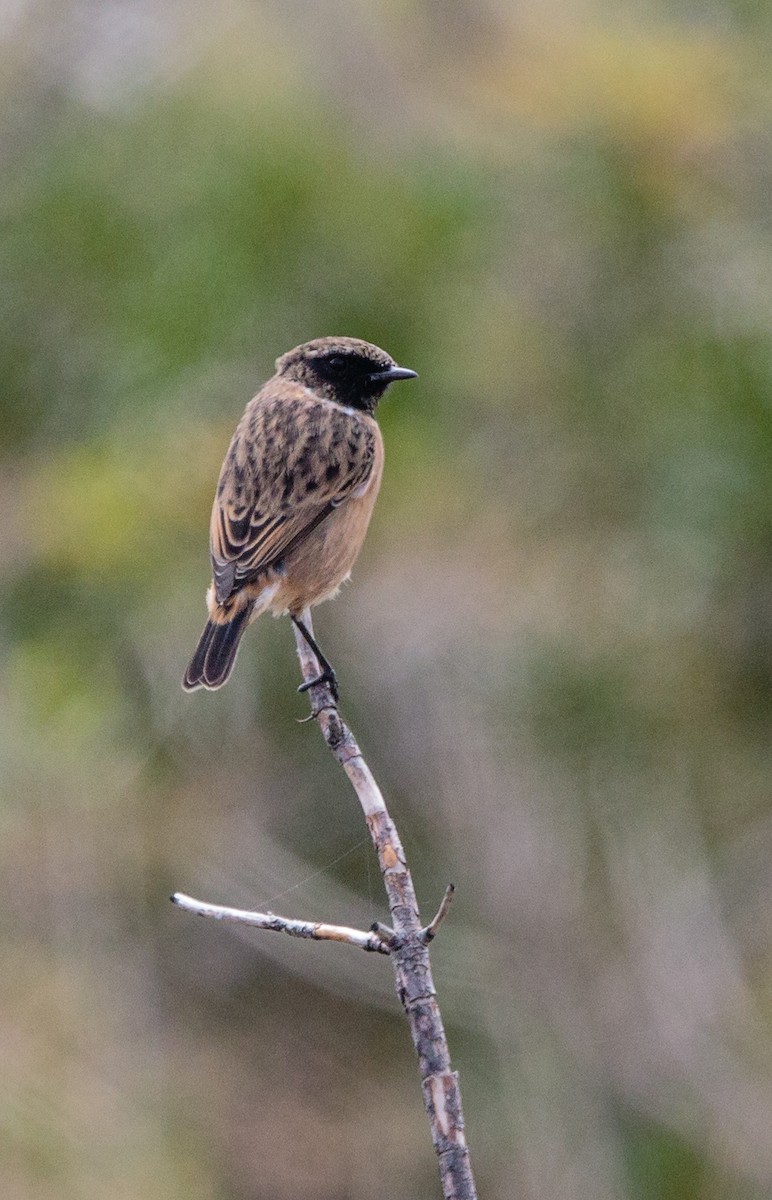 European Stonechat - ML288408661