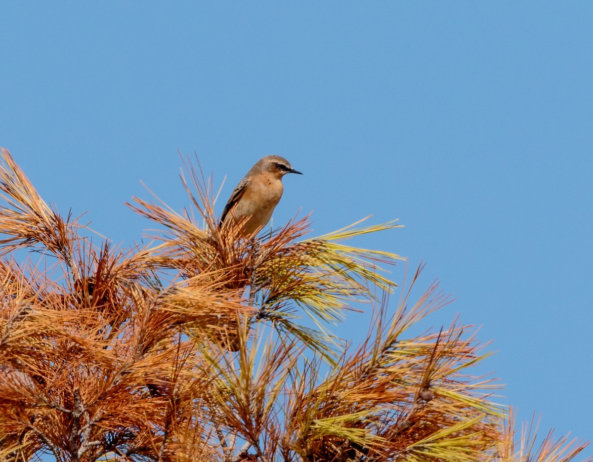 Northern Wheatear - ML288408691