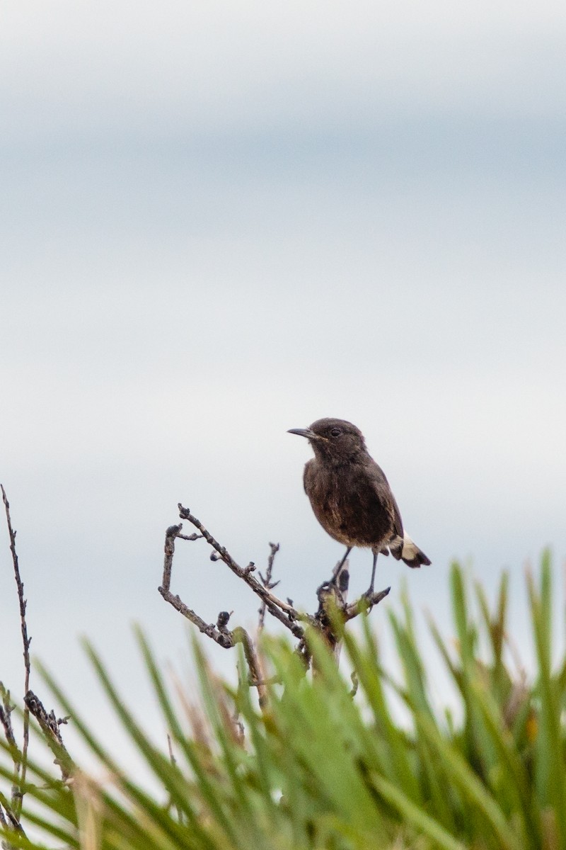 Black Wheatear - ML288408721