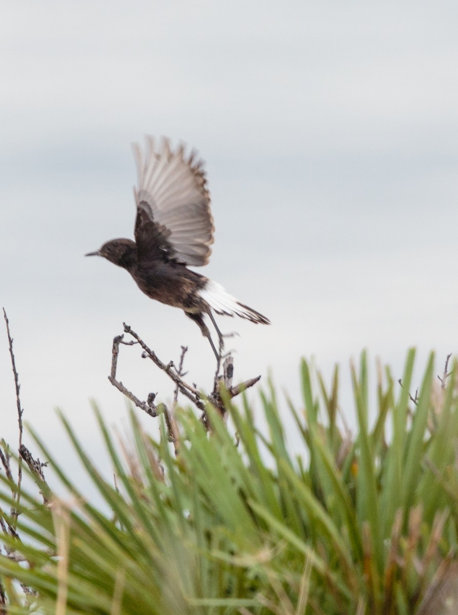 Black Wheatear - ML288408731