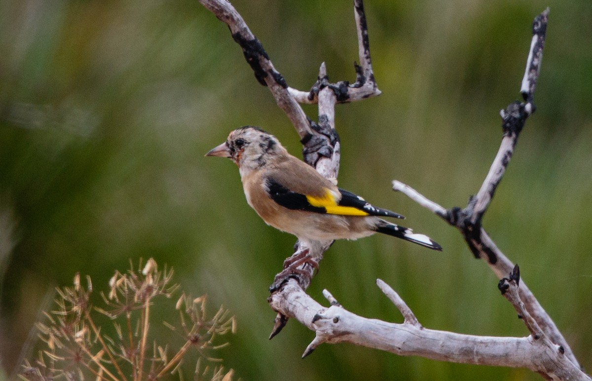 European Goldfinch - Bob Bowhay