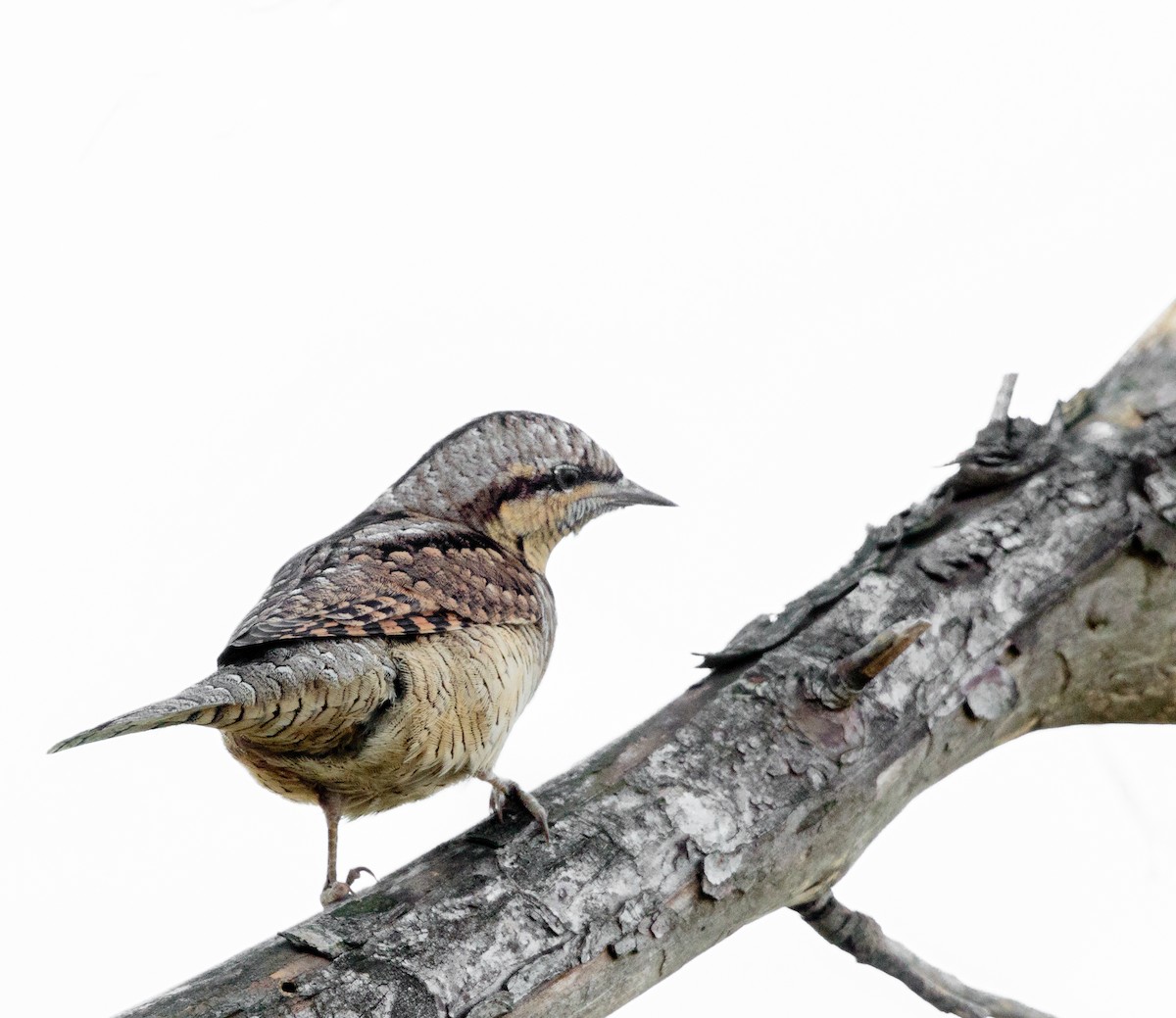 Eurasian Wryneck - ML288409771