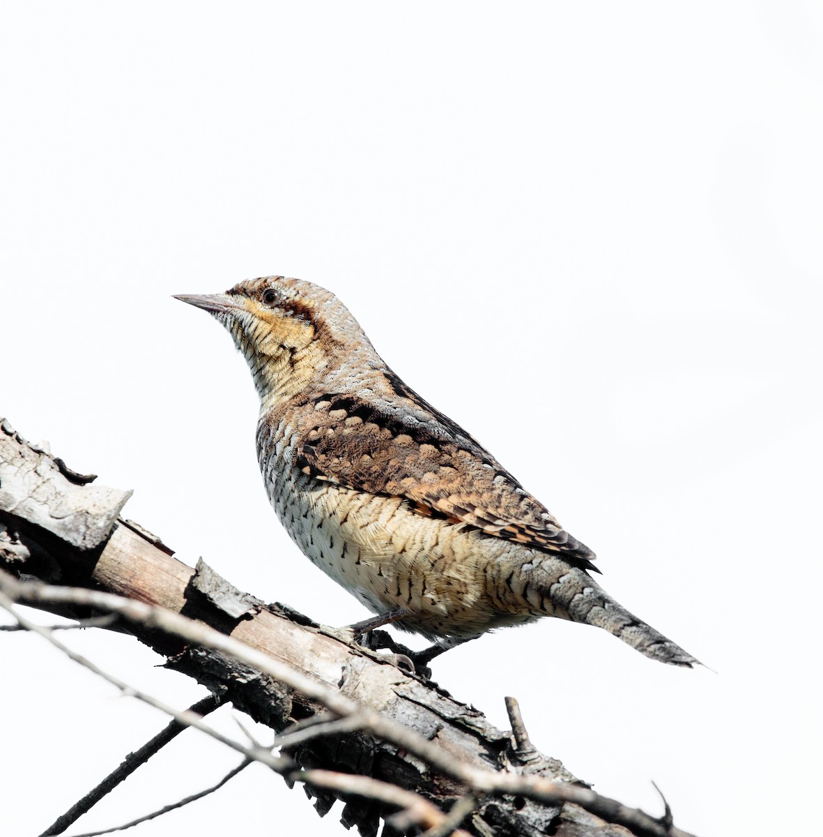 Eurasian Wryneck - Bob Bowhay