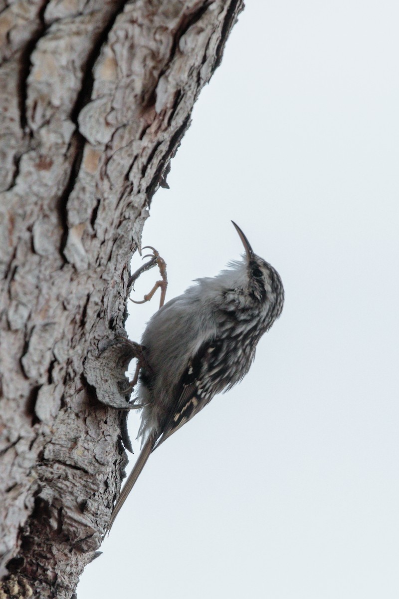 Short-toed Treecreeper - ML288409831