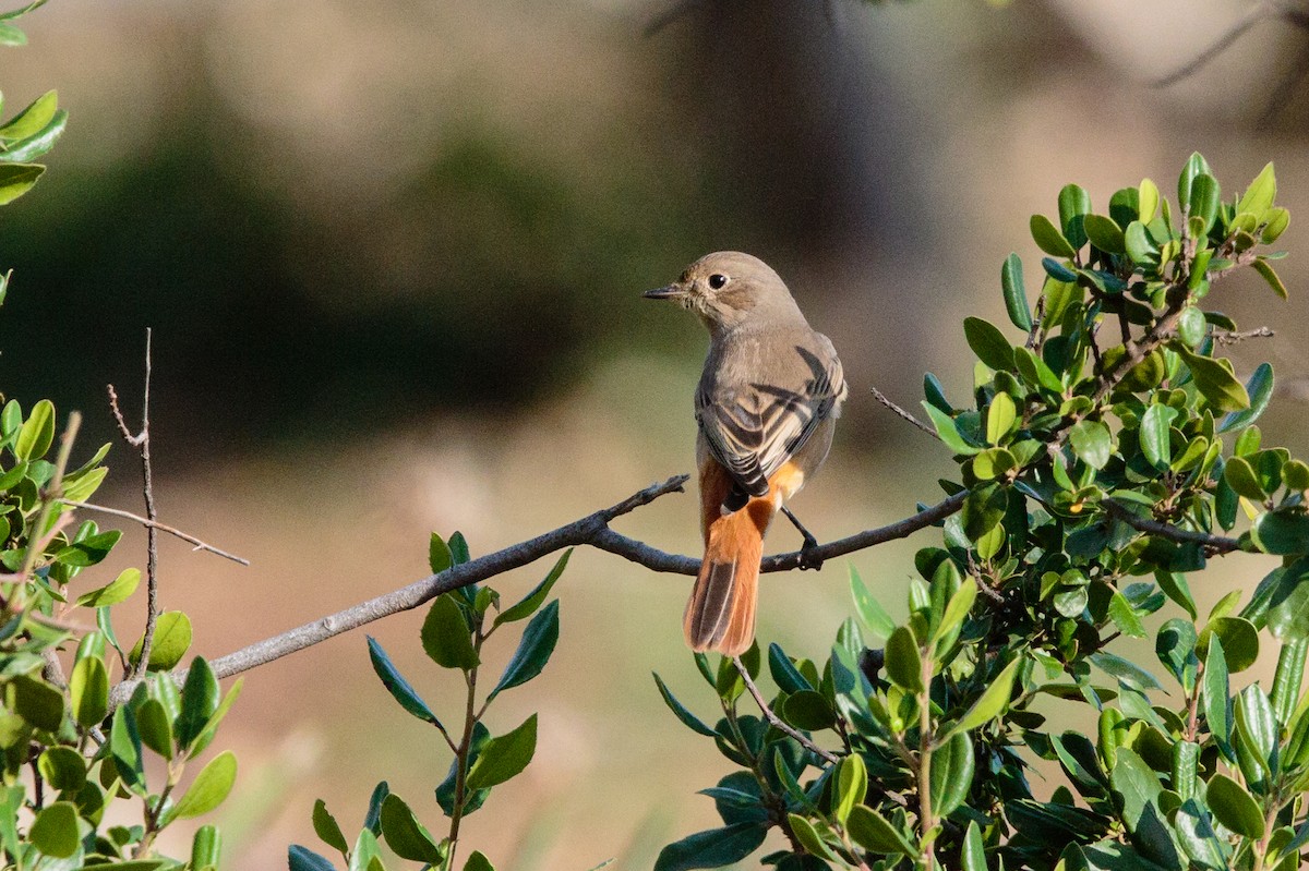 Common Redstart - ML288409851