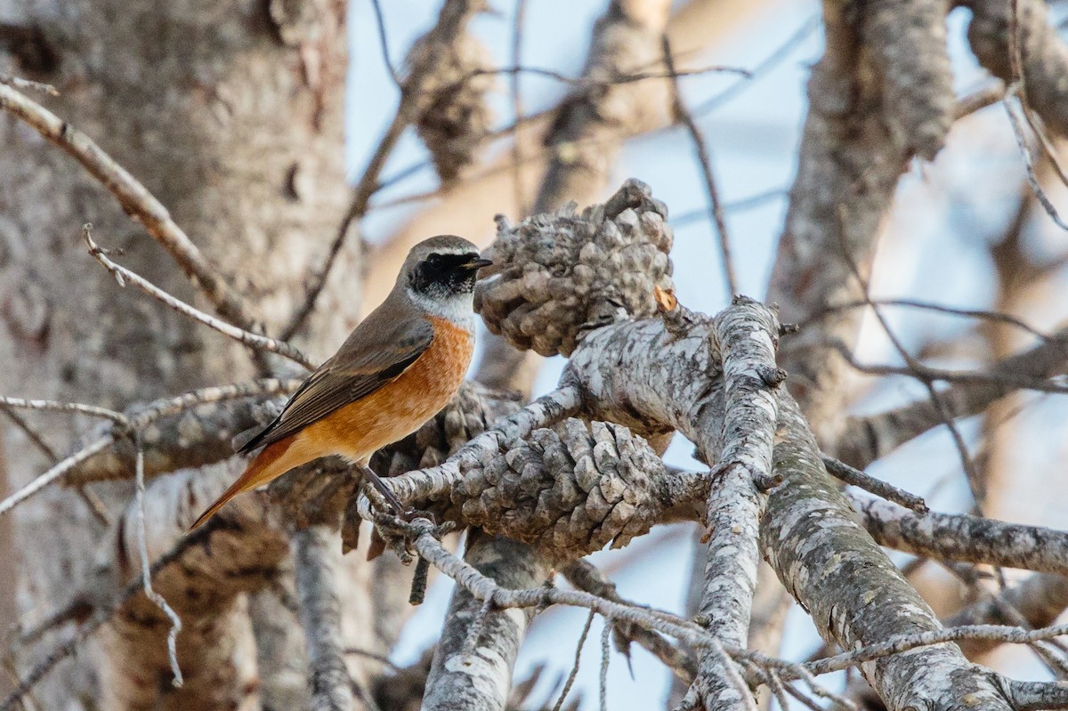 Common Redstart - ML288409861