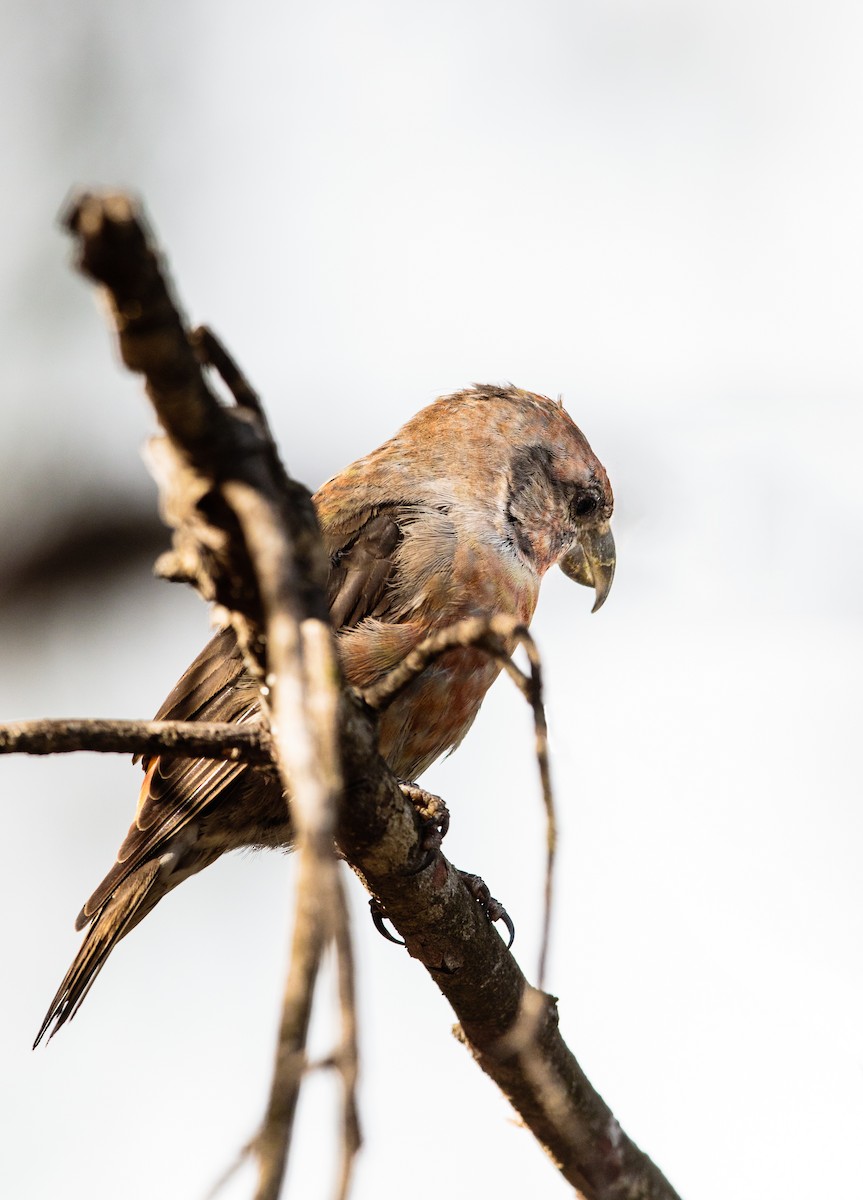 Red Crossbill - ML288409921