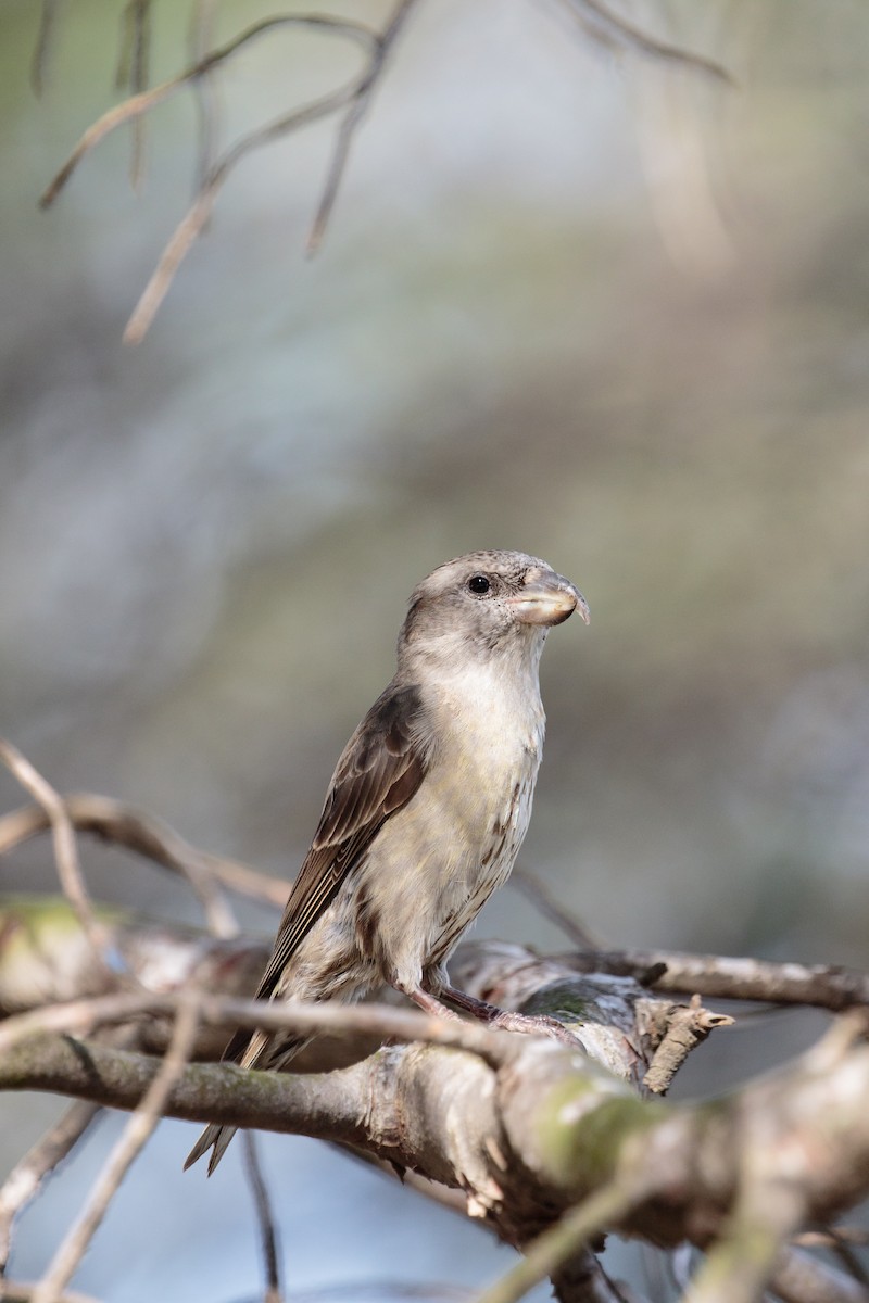 Red Crossbill - ML288409931