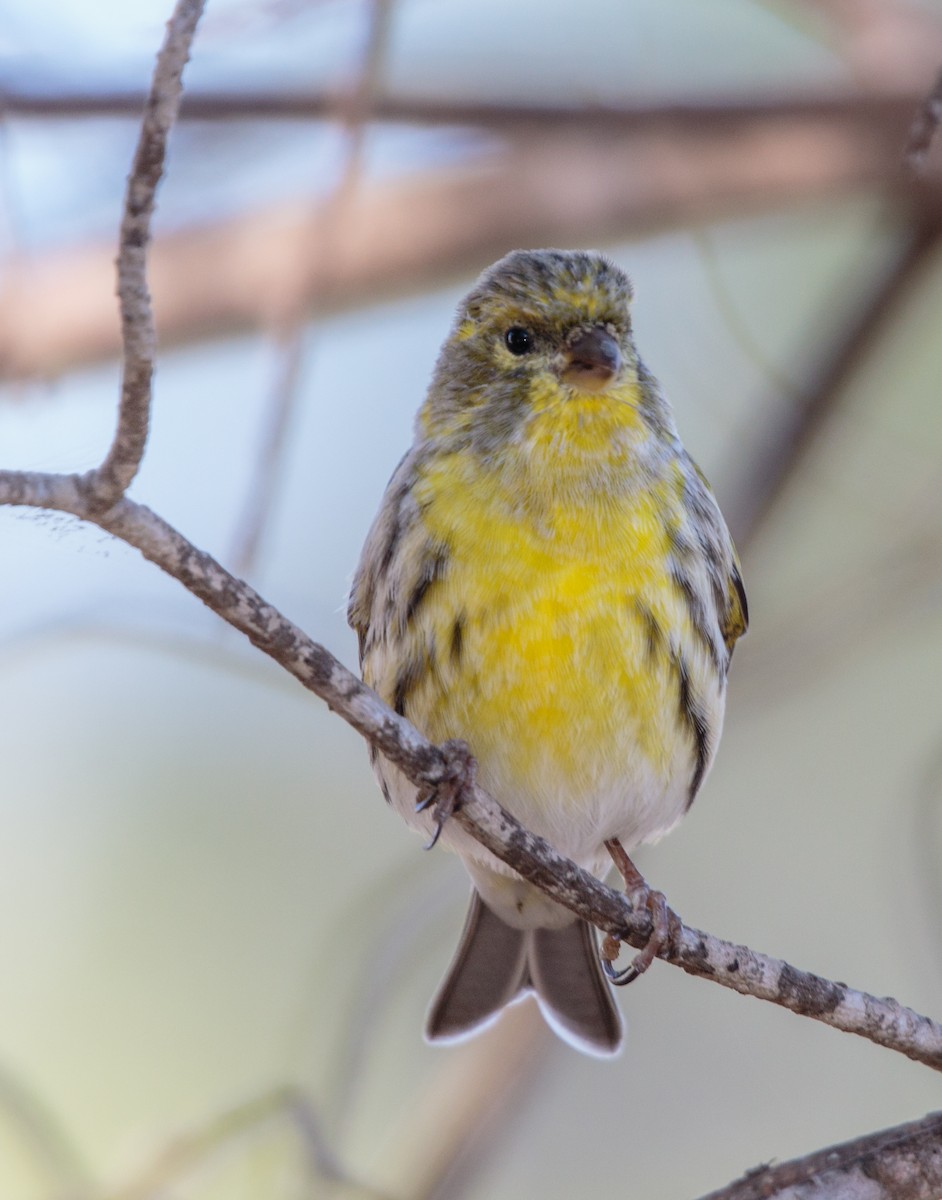 European Serin - ML288410511