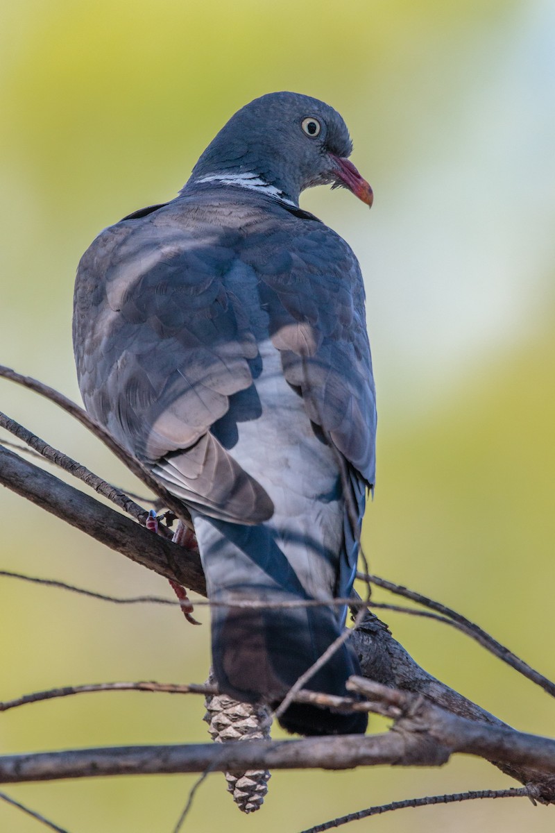 Common Wood-Pigeon - ML288410551