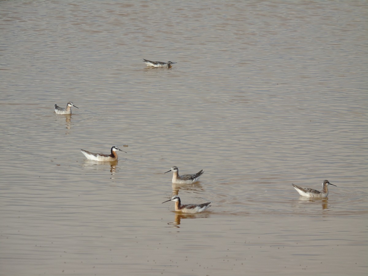 Wilson's Phalarope - Sal a Pajarear Yucatán