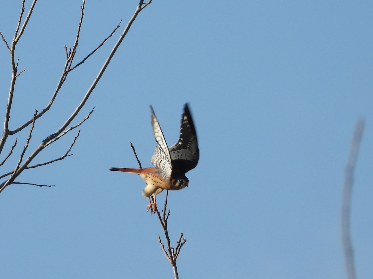 Cernícalo Americano - ML288412091
