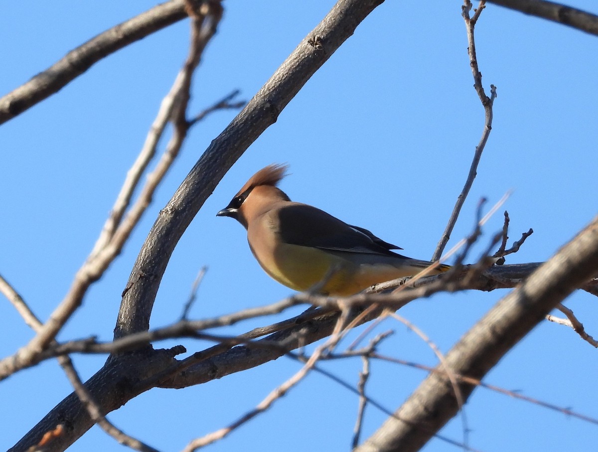 Ampelis Americano - ML288412191