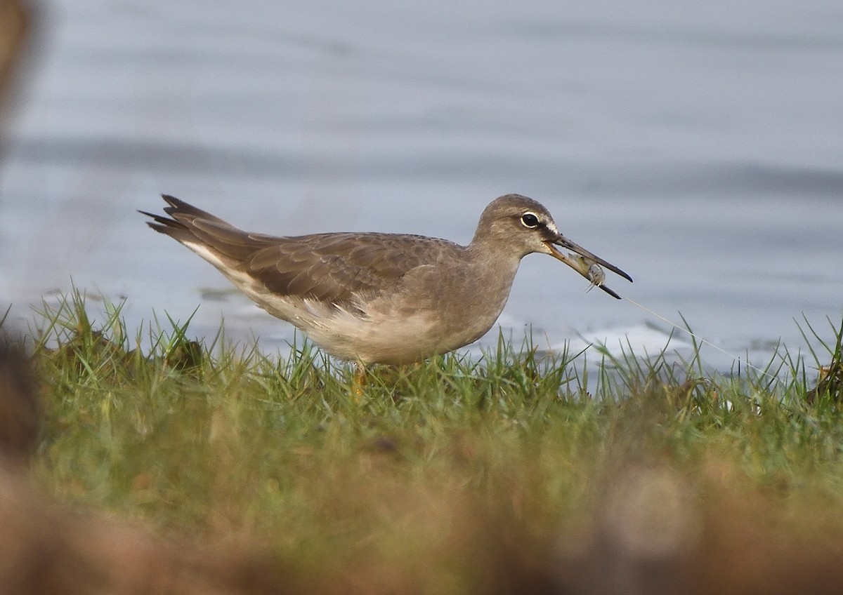 Gray-tailed Tattler - ML288412321