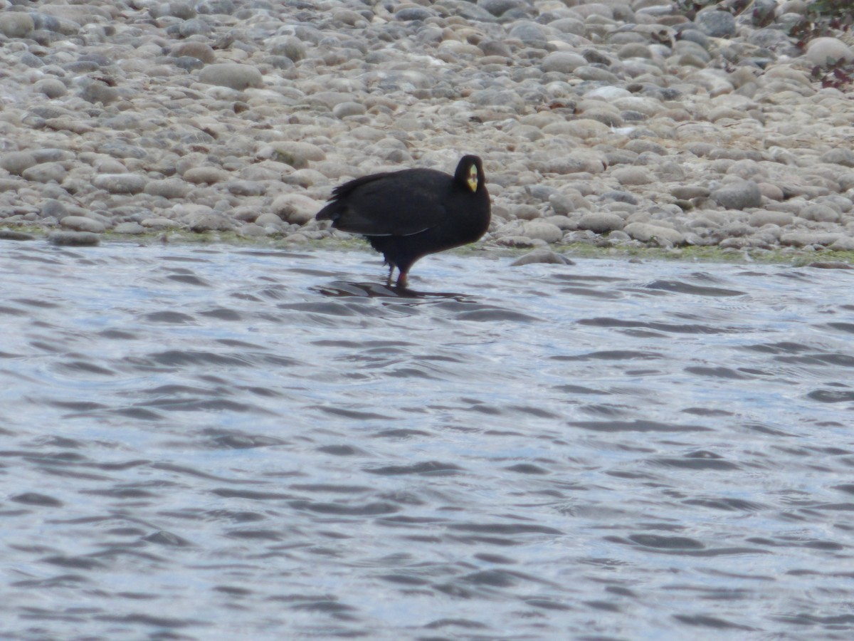 Red-gartered Coot - ML288412491
