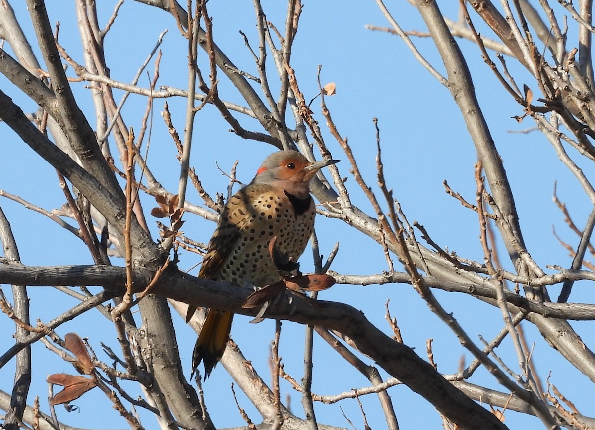 Carpintero Escapulario (Dorado) - ML288412551