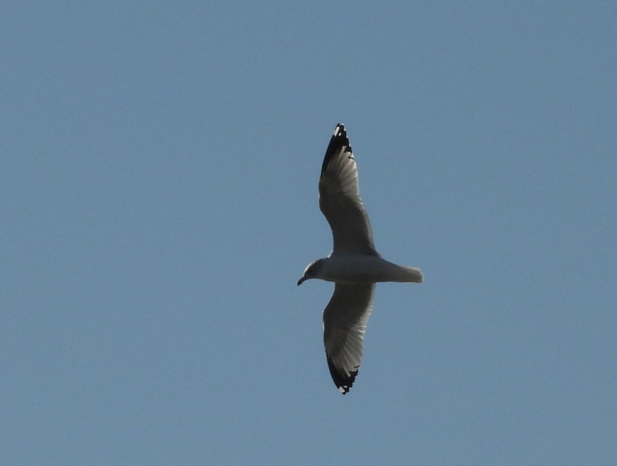 Gaviota de Delaware - ML288412791