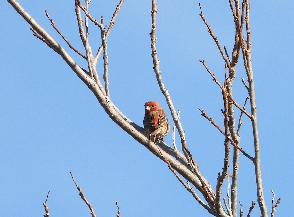 Camachuelo Mexicano - ML288413001